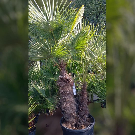 Stilvolles Wohnen & Garten-Ambiente bei Lumaveo – Heim & Garten in Perfektion