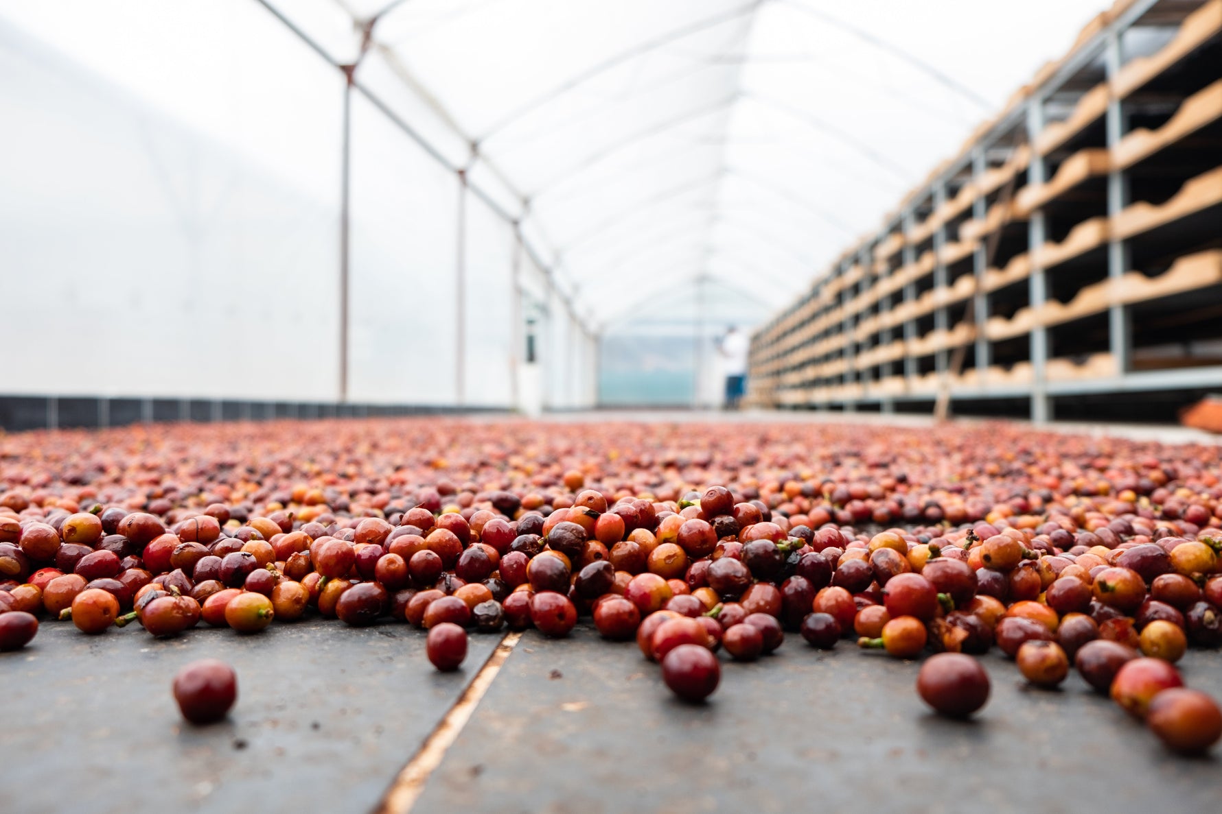 Costa Rica - Diego Robelo - Centroamericano Anaerobic Natural