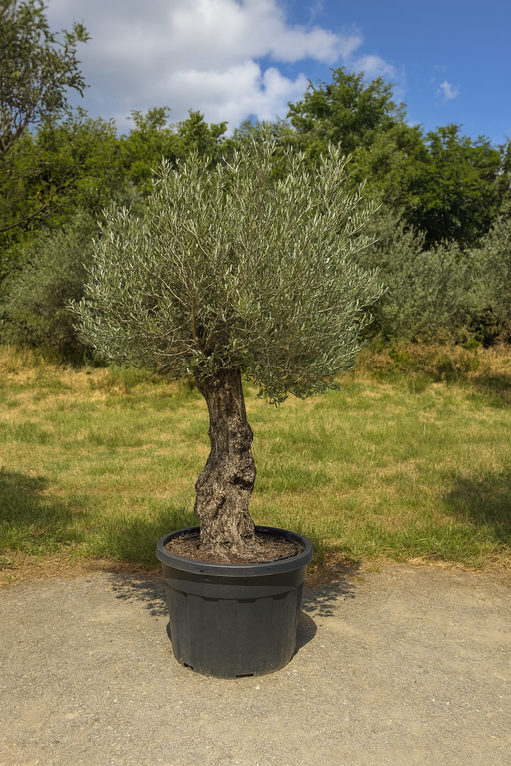 Olivenbaum action!( 250$ )Begrenztes Angebot.