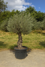 Olivenbaum action!( 250$ )Begrenztes Angebot.