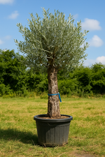 Olivenbaum action!( 250$ )Begrenztes Angebot.