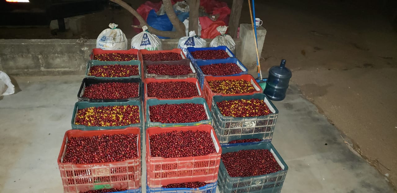 Espresso - Silvio Sánchez - Catuai Natural