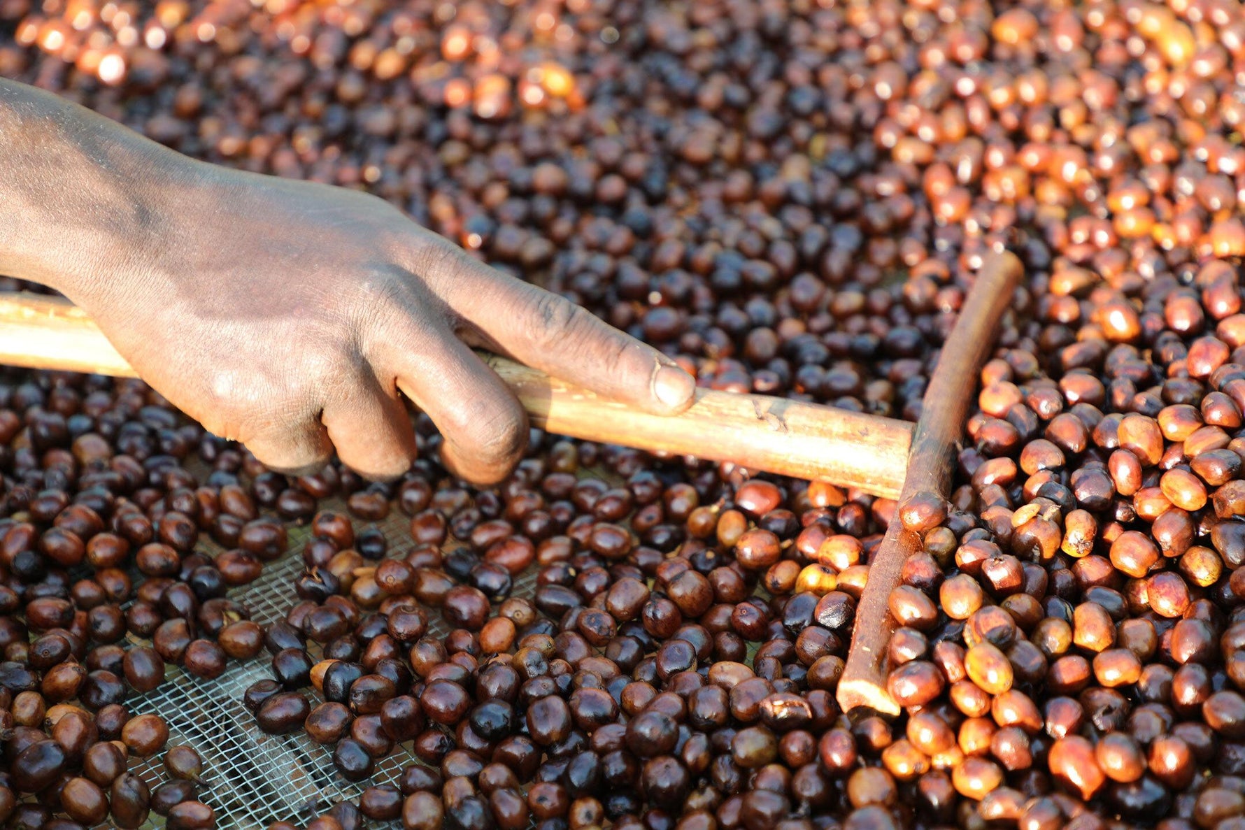 Filter Coffee - Syoum Family - Heirloom Washed