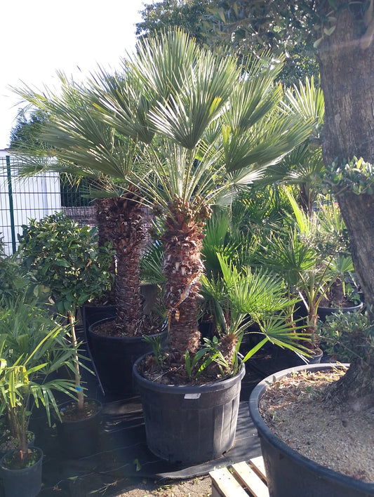 Zwergpalme (Chamaerops humilis)