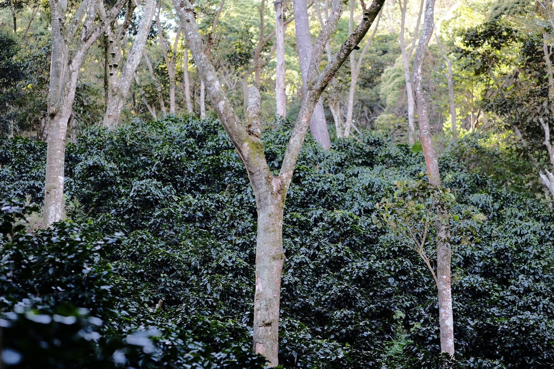 Espresso - Silvio Sánchez - Catuai Natural