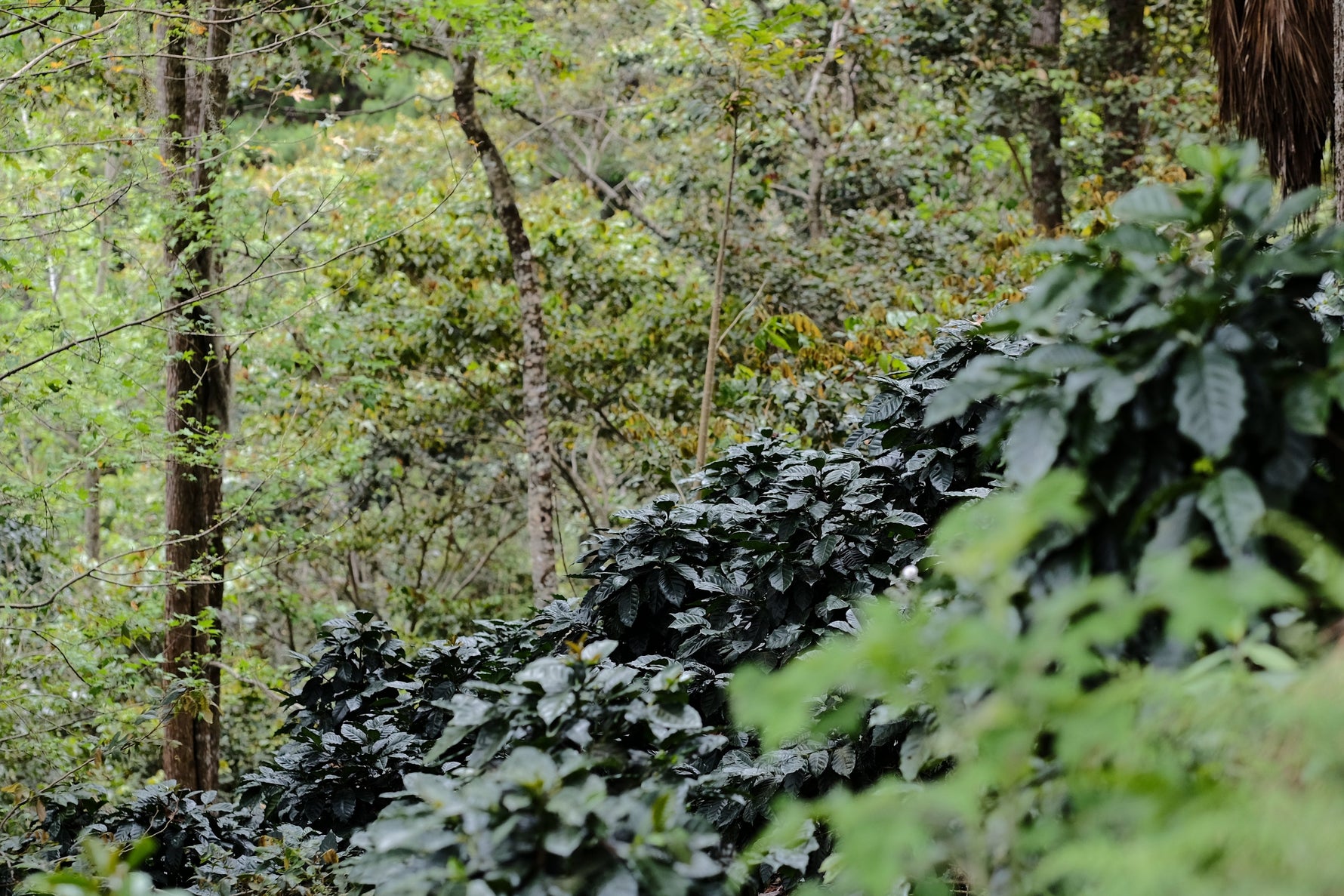 Espresso - Silvio Sánchez - Catuai Natural