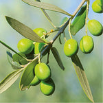 Grüne Oliven trencades Sa Tafona