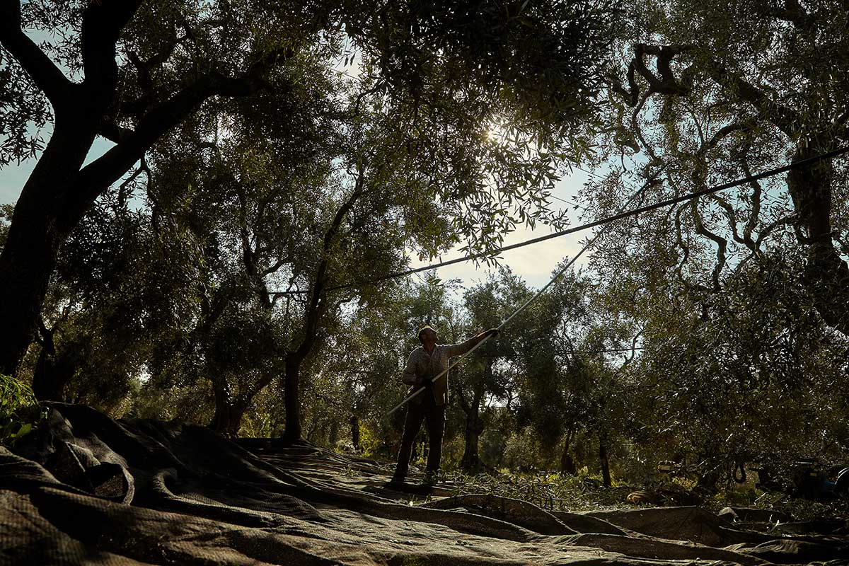 Cagnara Terra di Bari Olivenöl extra nativ D.O.P.