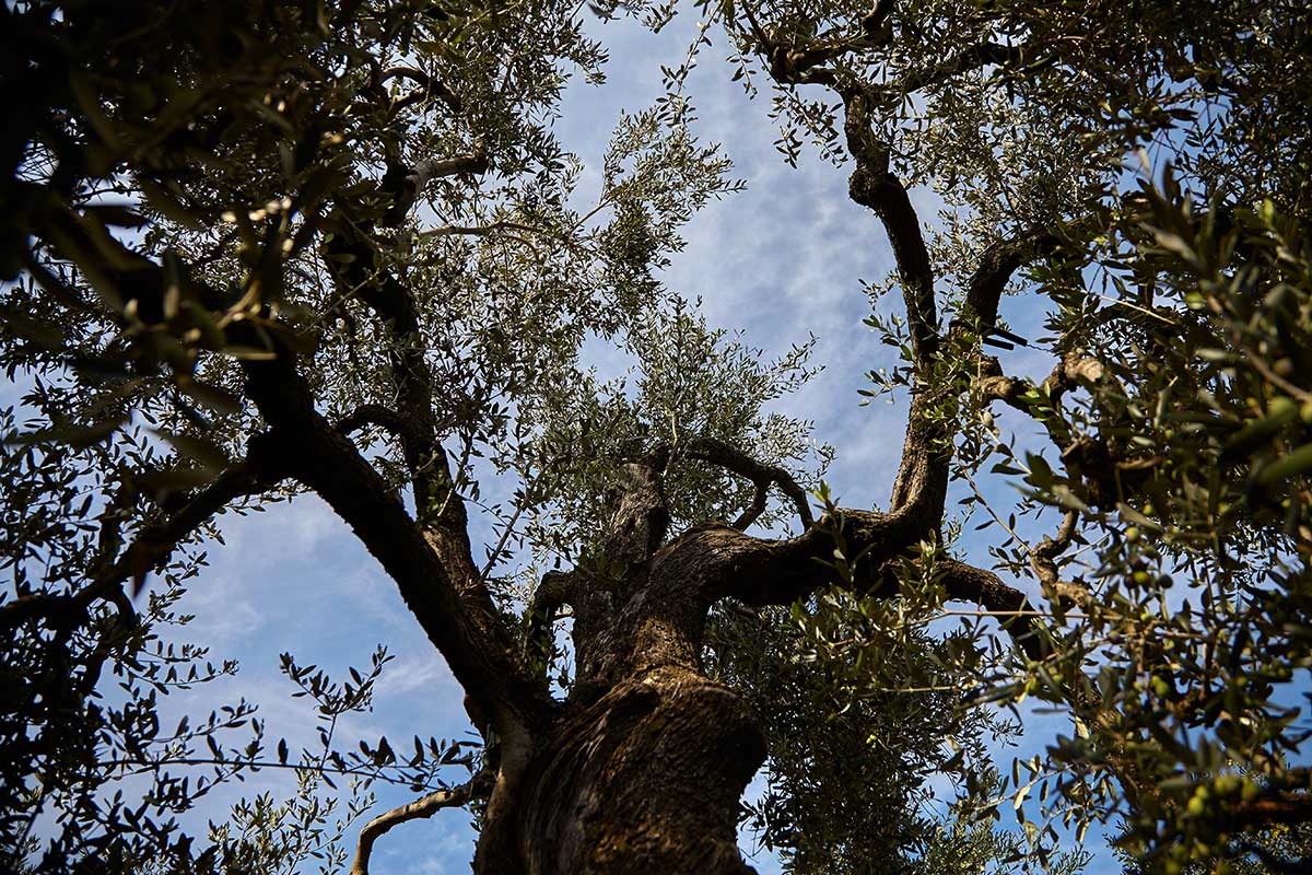 Coppadoro Olivenöl extra nativ Apulien