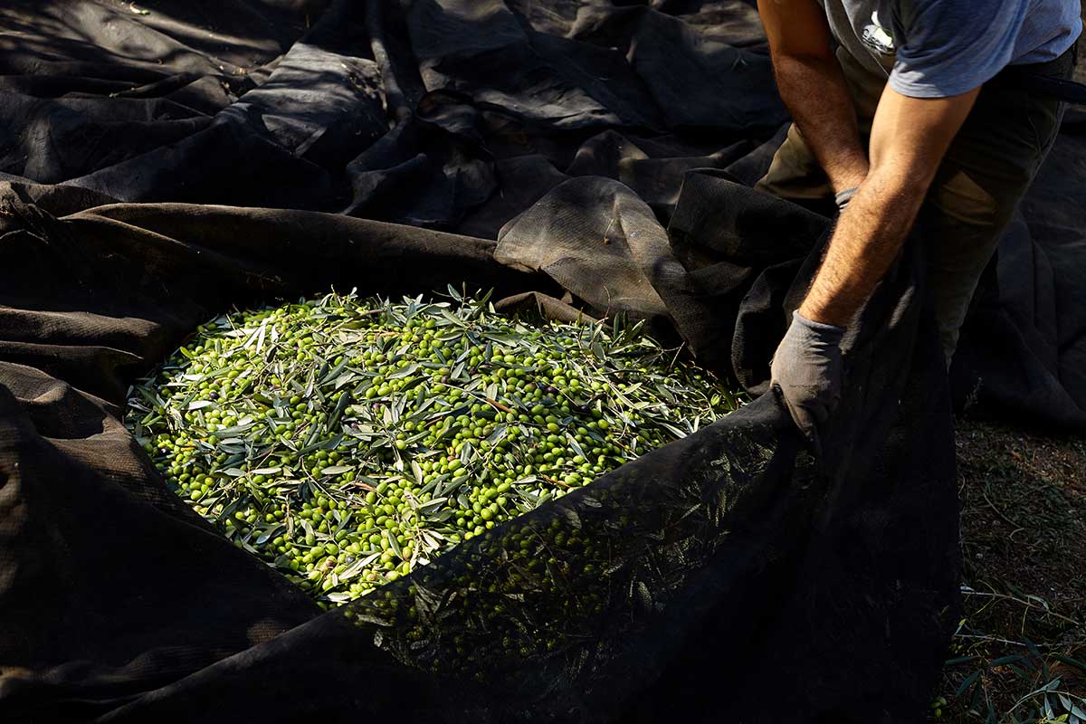 Cru di Puglia Olivenöl extra nativ I.G.P.