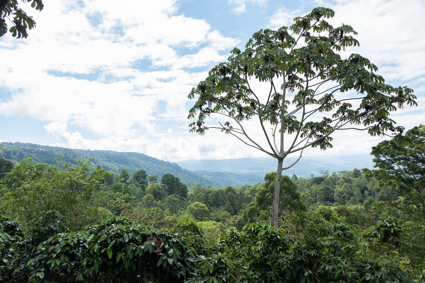 Espresso- Diego Robelo - Grand Peaberry Washed