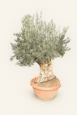 Olivenbaum (Olea europaea)