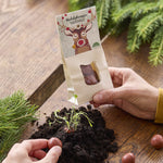 Rudolphnasen – Rote Blumenmurmeln