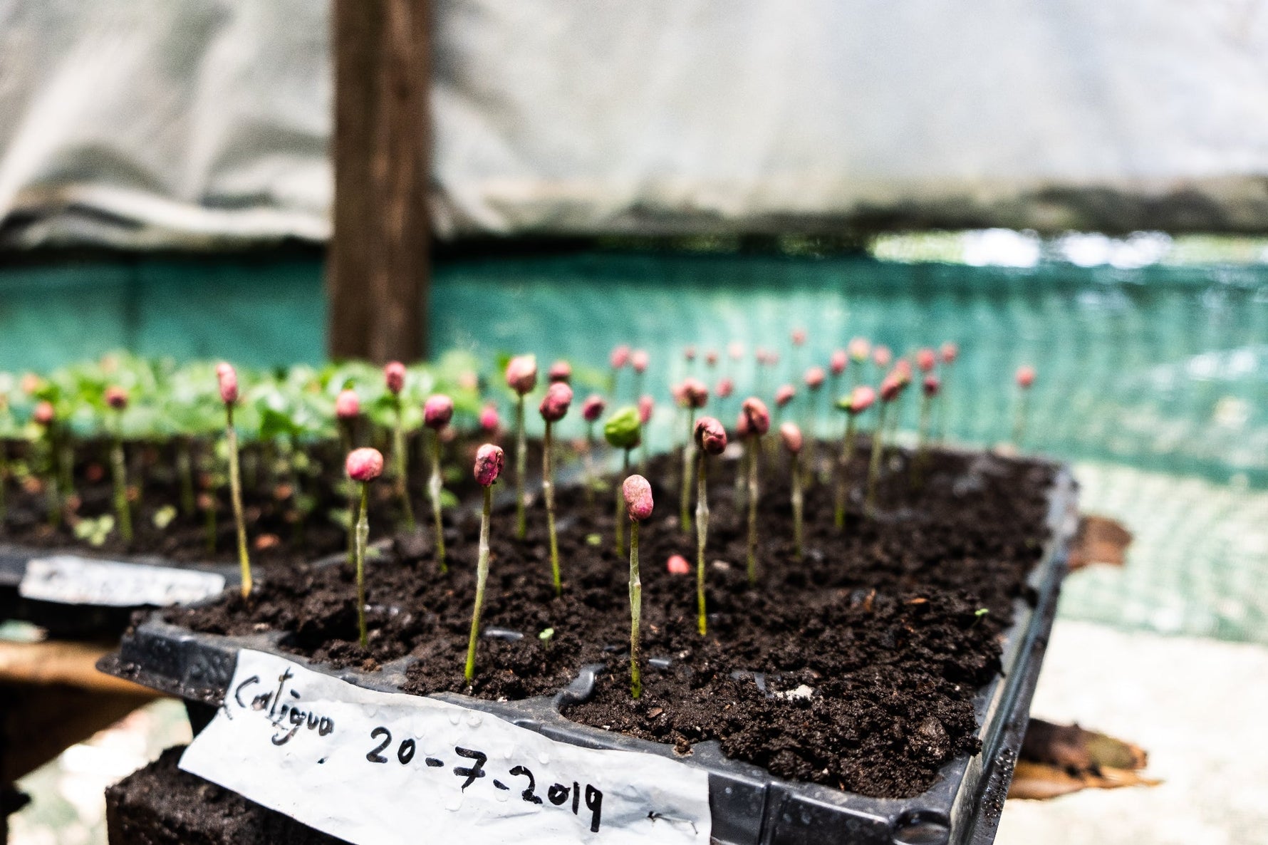 Espresso- Diego Robelo - Grand Peaberry Washed